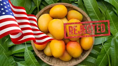 Rejected Indian mango shipments at US customs due to documentation issues